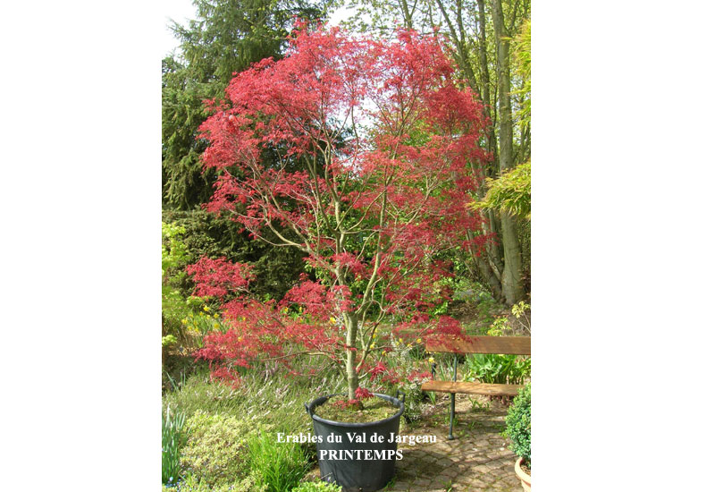 Acer palmatum 'Beni Komachi' - Erable du Val de Jargeau