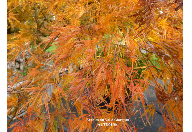 Acer palmatum dissectum &lsquo;Viridis&rsquo; - Erable du Val de Jargeau