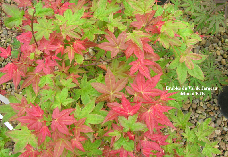 Acer Palmatum 'Shishio Improved' - Erable Du Val De Jargeau