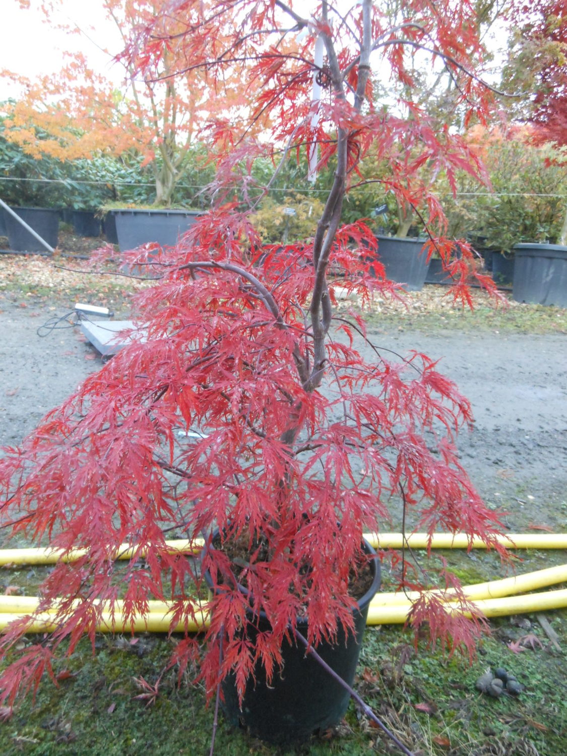 Acer Palmatum Dissectum Garnet Erable Du Val De Jargeau