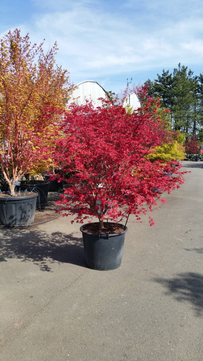 Acer Palmatum 'Shishio Improved' - Erable Du Val De Jargeau