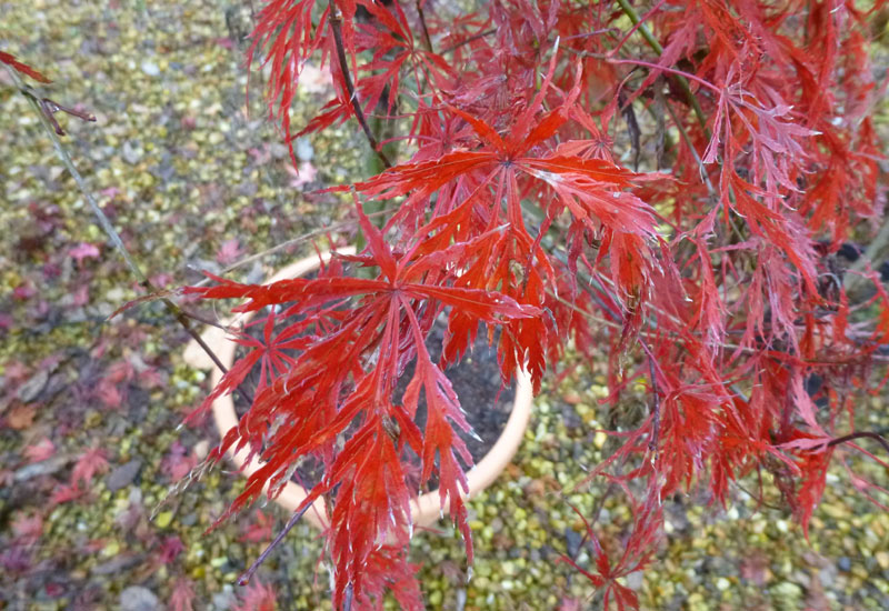 acer-palmatum-dissectum-rubrum-erable-du-val-de-jargeau