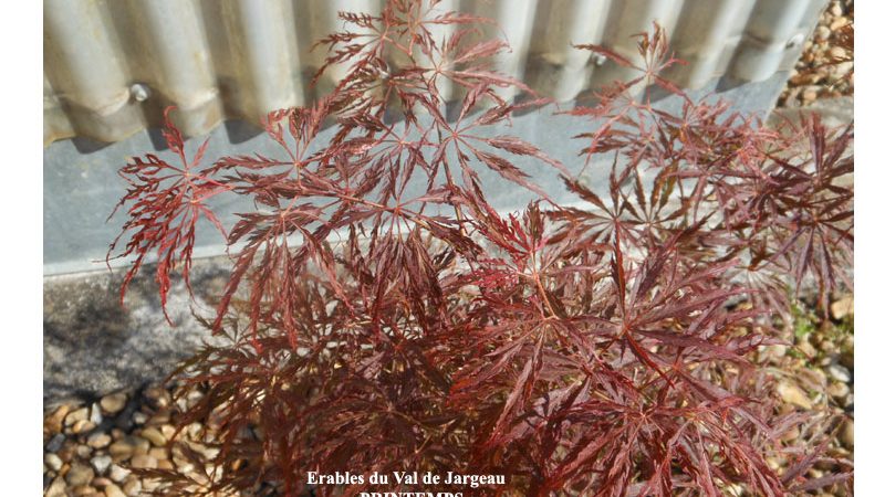 Acer palmatum dissectum ‘Nomura Nishiki’