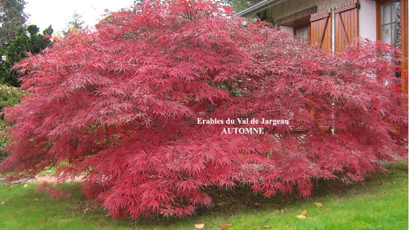 Acer palmatum dissectum ‘Garnet’