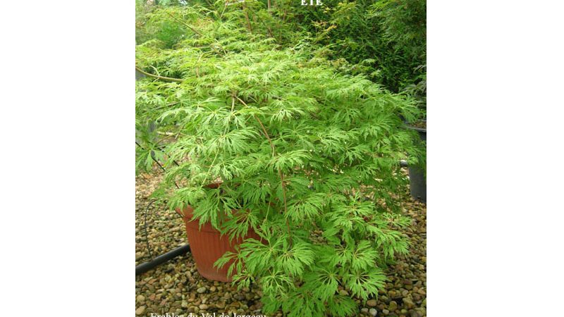 Acer japonicum ‘Green Cascade’