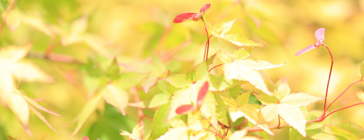 Acer palmatum ‘Sunshine’