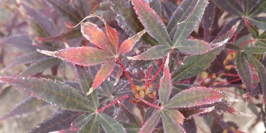 Acer palmatum ‘Brandt’s Dwarf’