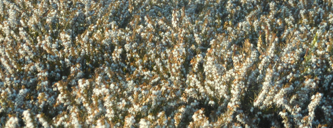 Erica darleyensis ‘Silberschmelze’