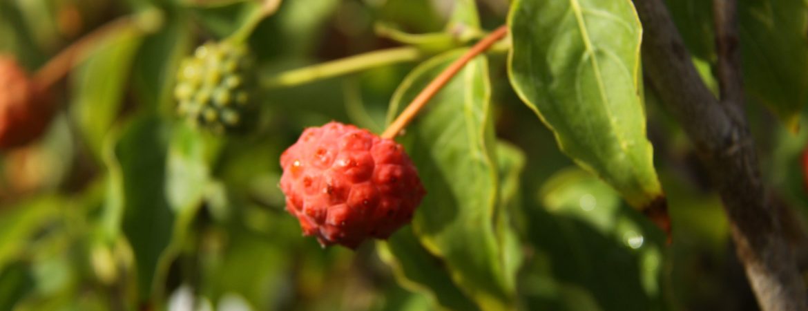 Cornus kousa ‘Bultinck’s Giant Flower’