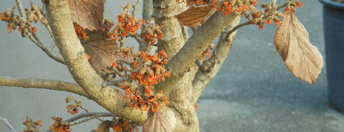 Hamamelis intermedia ‘Aphrodite’