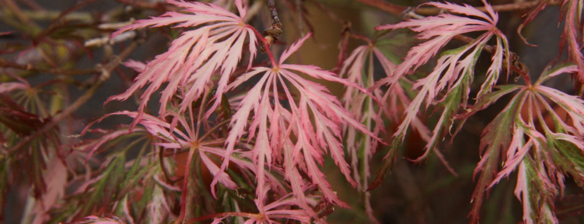 Acer palmatum dissectum ‘Hana Matoi’