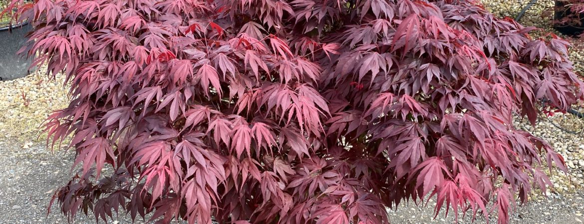 Acer palmatum ‘Oregon Sunset’