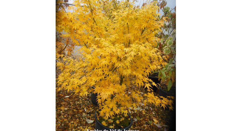 Acer palmatum ‘Shidava Gold’