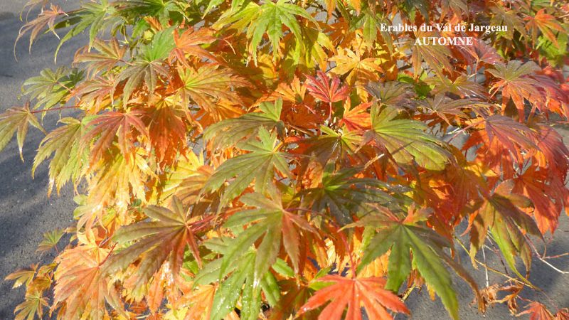 Acer palmatum ‘Ariadne’