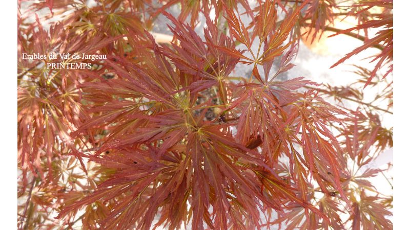 Acer palmatum dissectum ‘Lion Heart’