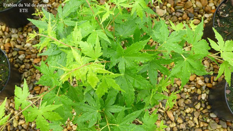 Acer palmatum ‘Japanese Sunrise’