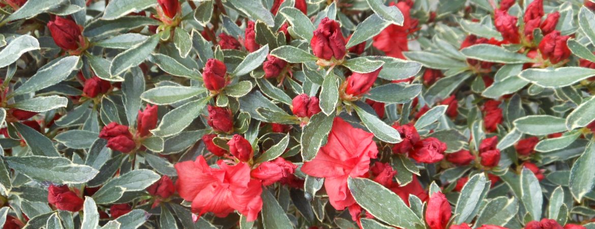 Azalea japonica ‘Silver Queen’