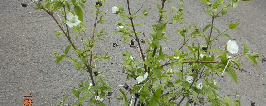 Rhodotypos Scandens