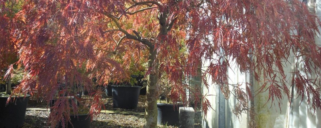 Acer palmatum dissectum ‘New 2’