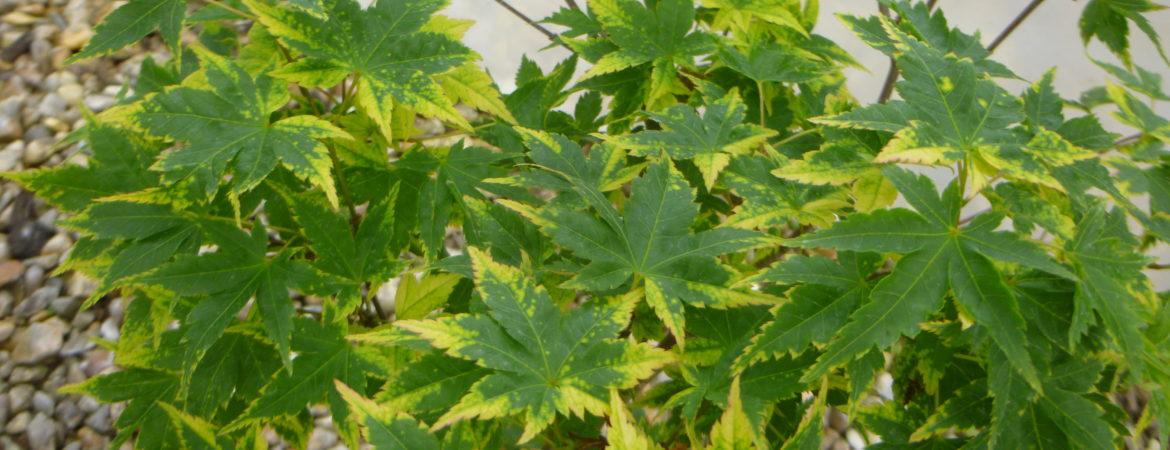 Acer palmatum ‘Sagara Nishiki’