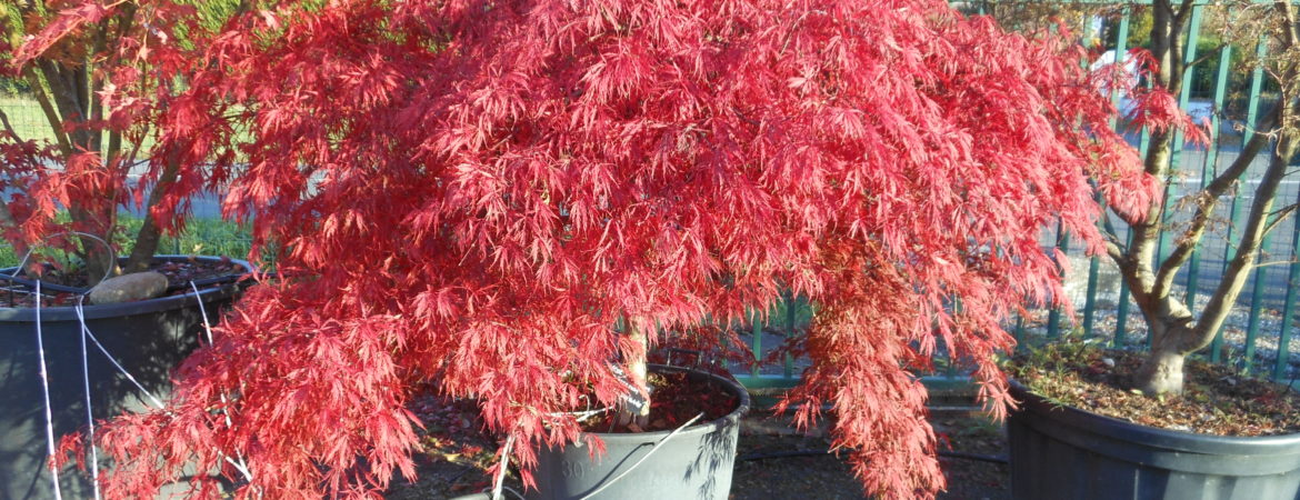 Acer palmatum dissectum ‘Inaba Shidare’