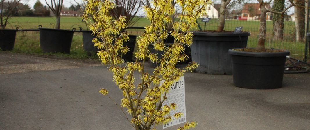 Hamamelis intermedia ‘Arnold Promise’