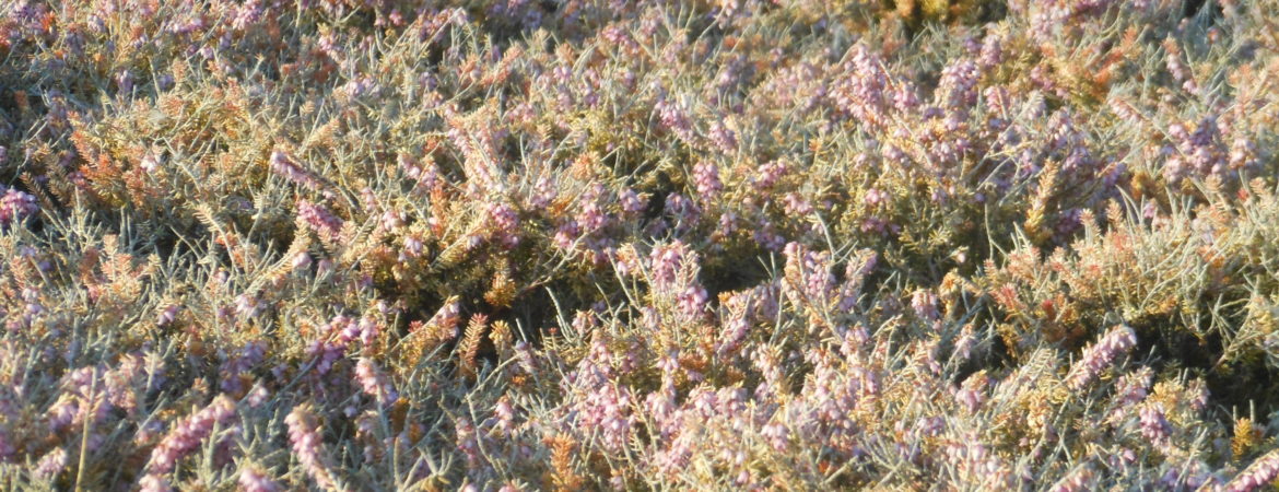 Erica darleyensis ‘Jack H Brummage’