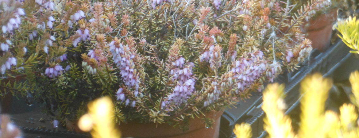 Erica darleyensis ‘Jack H Brummage’