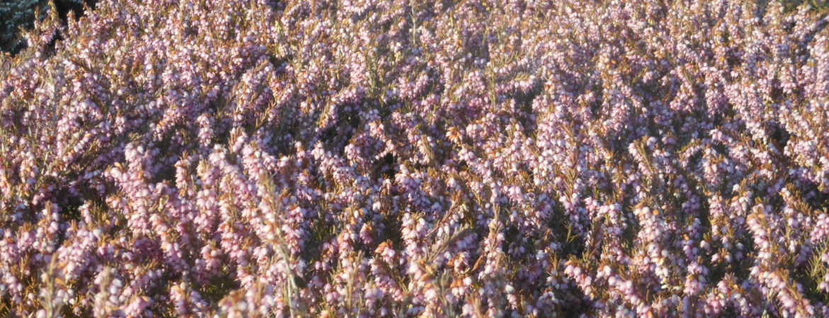 Erica darleyensis ‘Darley Dale’