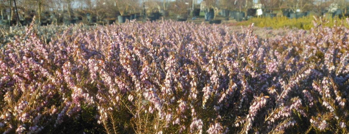 Erica darleyensis ‘Darley Dale’