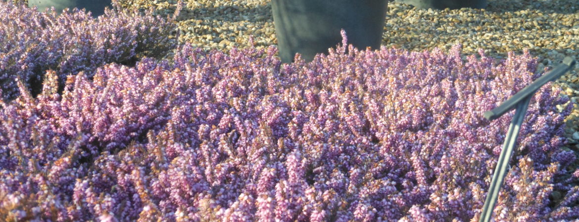 Erica darleyensis ‘Fursey’