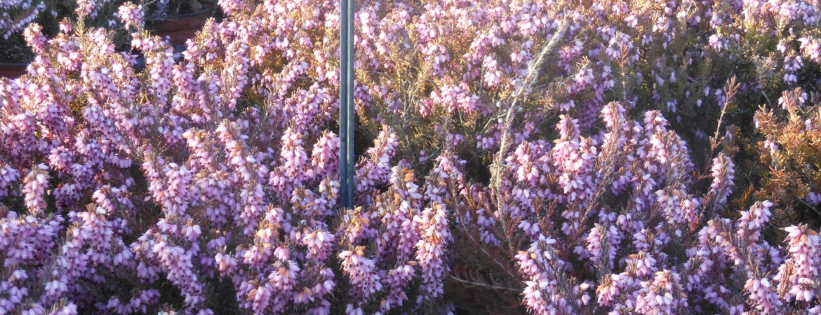 Erica darleyensis ‘Fursey’