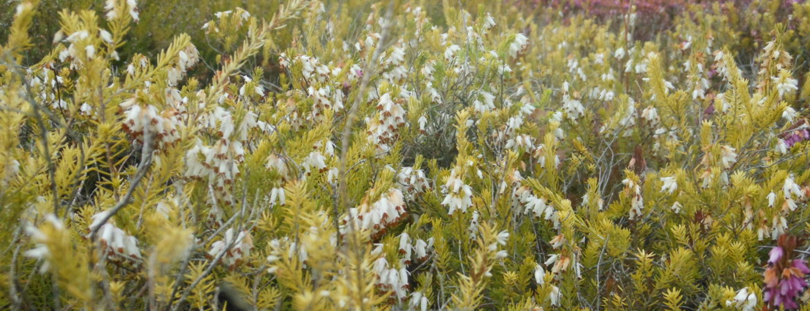 Erica carnea ‘Springwood White’