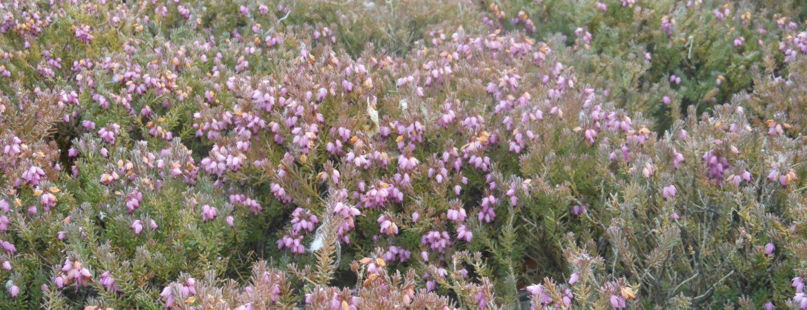 Erica darleyensis ‘JW Power’