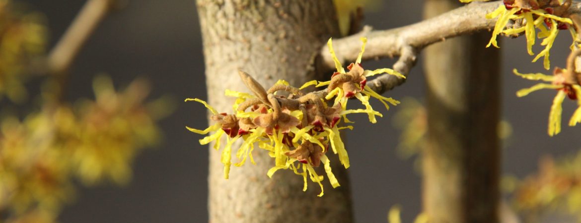 Hamamelis japonica ‘Pendula’