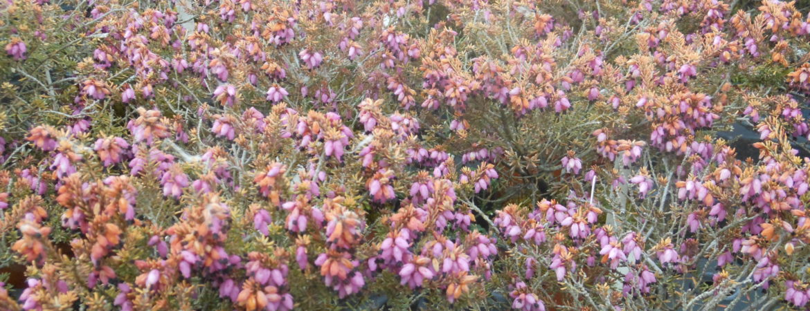 Erica darleyensis ‘Winter belles Tylou’