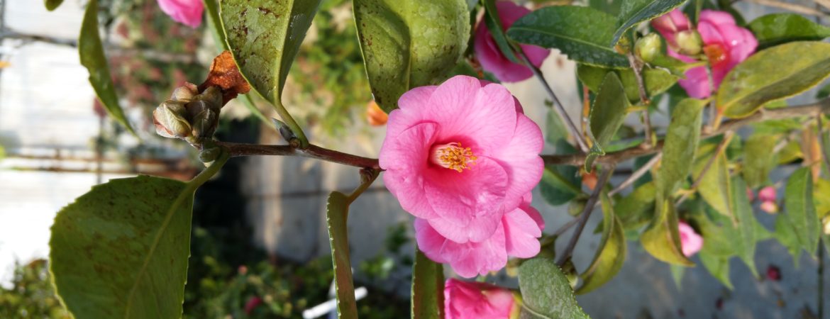 Camelia champêtre ‘Spring Awakning’