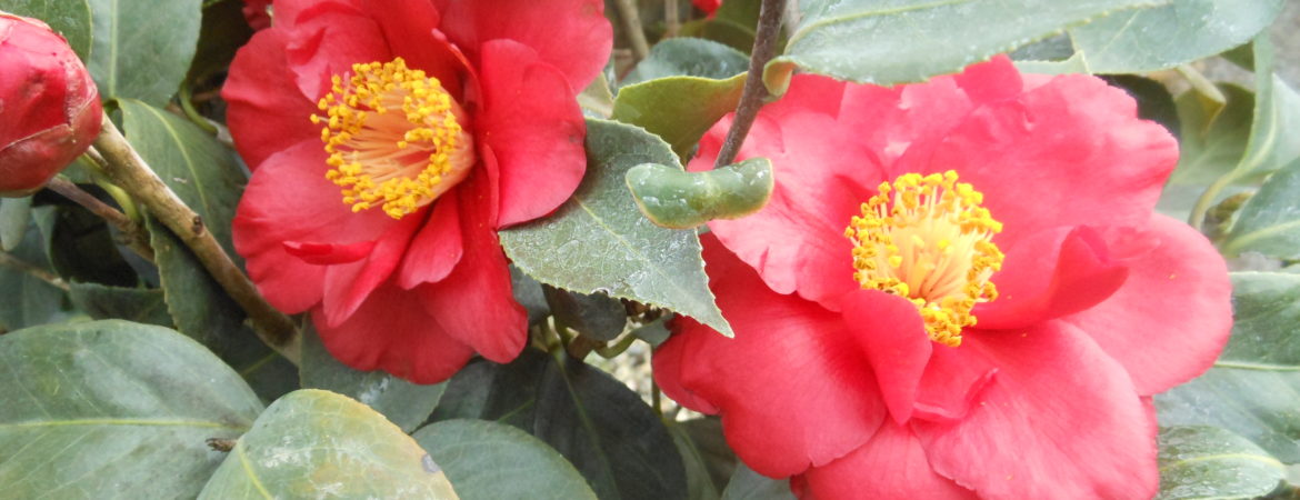 Camelia japonica ‘Bob Hope’