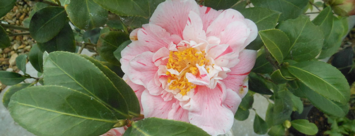 Camellia japonica ‘Betty Sanders’