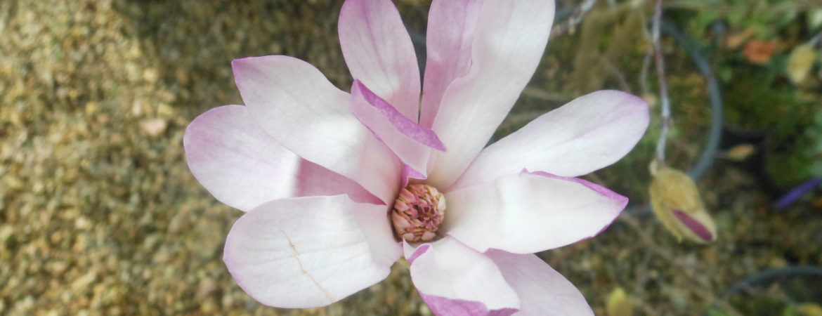 Magnolia soulangeana