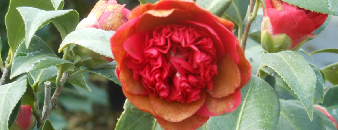 Camelia japonica ‘Dolly Dyer’