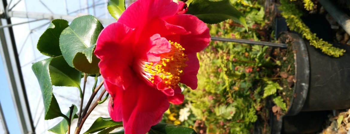 Camelia japonica ‘Dr King’