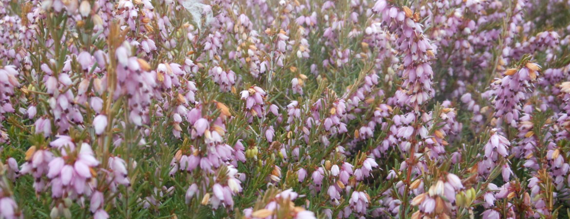 Erica carnea ‘December Red’