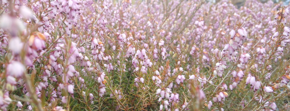 Erica carnea ‘December Red’