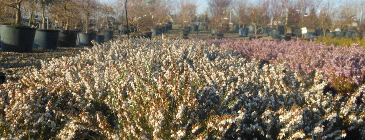 Erica darleyensis ‘Silberschmelze’