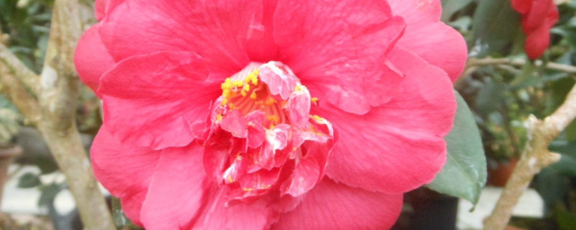 Camelia japonica ‘General Leclerc’