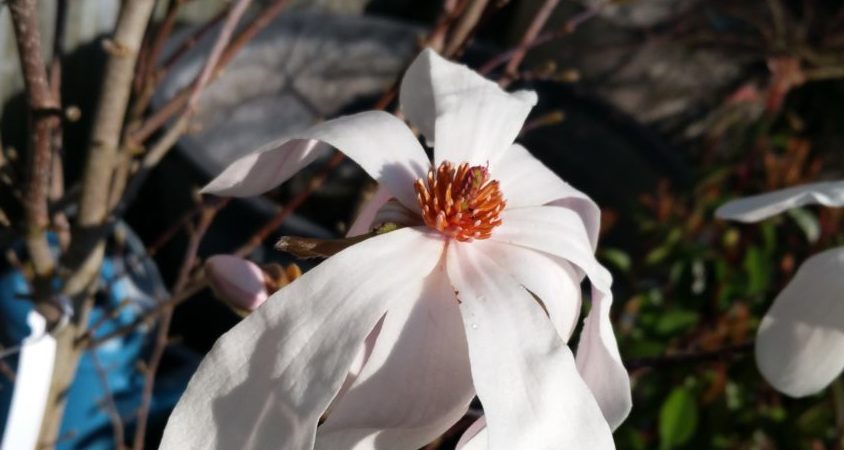 Magnolia loebneri ‘Merrill’