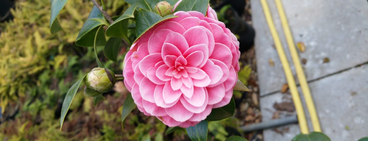 Camelia japonica ‘Mrs Tingley’