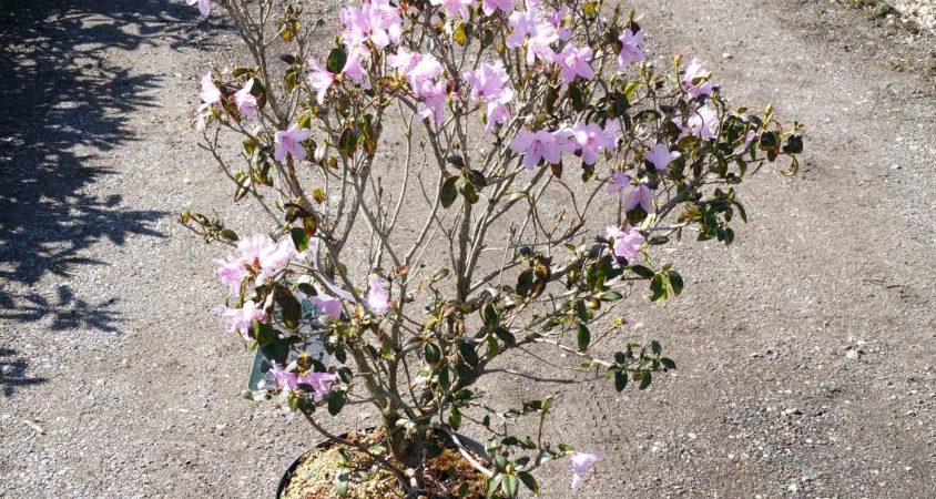 Rhododendron praecox