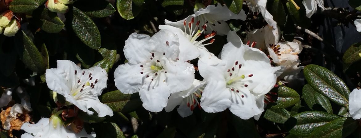 Rhododendron Dora Amateis